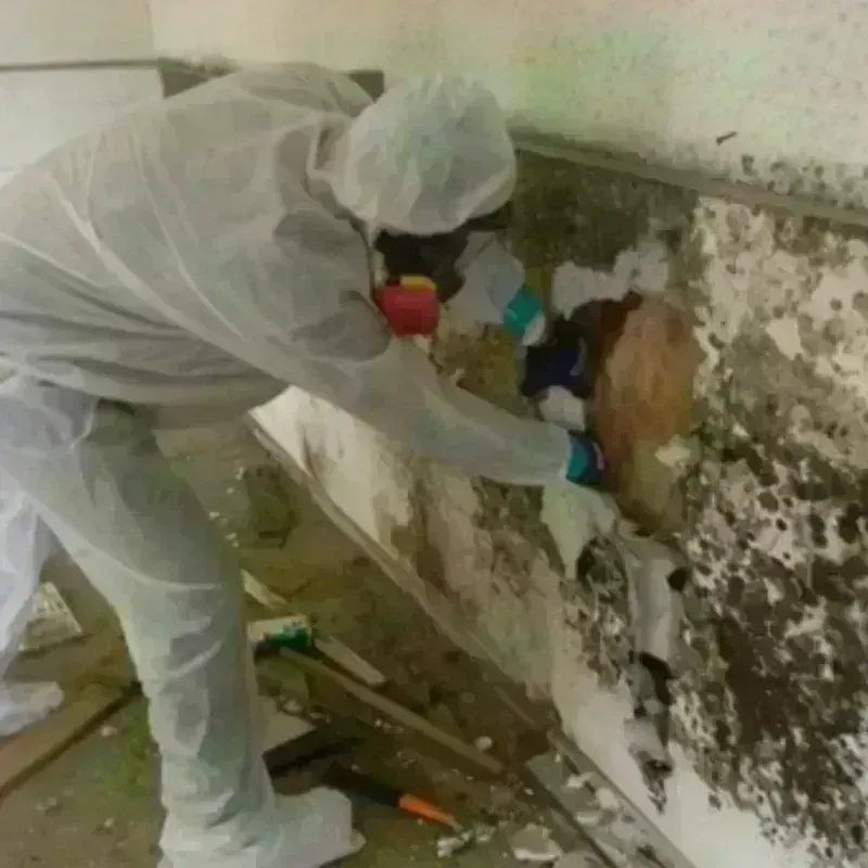 Mold Remediation and Removal in Oberlin, LA